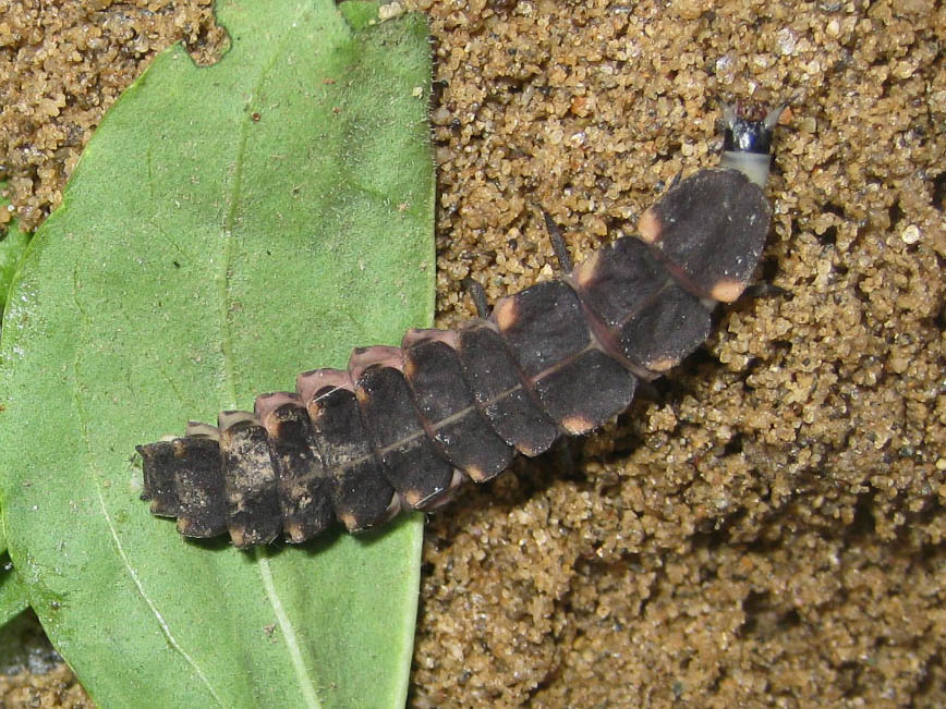 Identificazione larva: Lampyris